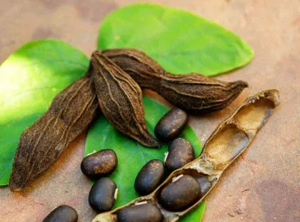 Kaunch (Mucuna pruriens)